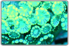 Flower Pot Coral